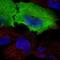 Calcyphosine antibody, NBP1-91746, Novus Biologicals, Immunofluorescence image 