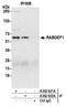 RAB Guanine Nucleotide Exchange Factor 1 antibody, A302-922A, Bethyl Labs, Immunoprecipitation image 