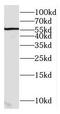 GH3 Domain Containing antibody, FNab03449, FineTest, Western Blot image 