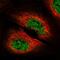 Diacylglycerol Kinase Zeta antibody, HPA051336, Atlas Antibodies, Immunofluorescence image 