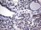 Core histone macro-H2A.2 antibody, MA5-26594, Invitrogen Antibodies, Immunohistochemistry frozen image 
