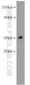 C-C Motif Chemokine Receptor 5 (Gene/Pseudogene) antibody, 17476-1-AP, Proteintech Group, Western Blot image 