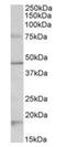 5-Hydroxytryptamine Receptor 1A antibody, orb125174, Biorbyt, Western Blot image 
