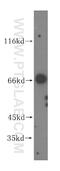 VPS33A Core Subunit Of CORVET And HOPS Complexes antibody, 16896-1-AP, Proteintech Group, Western Blot image 