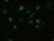 Fibroblast Growth Factor 2 antibody, GTX84502, GeneTex, Immunofluorescence image 