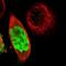 Anillin antibody, NBP2-33857, Novus Biologicals, Immunofluorescence image 