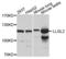 Lethal(2) giant larvae protein homolog 2 antibody, LS-C409635, Lifespan Biosciences, Western Blot image 