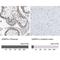 Vesicle Associated Membrane Protein 8 antibody, NBP1-84013, Novus Biologicals, Immunohistochemistry paraffin image 
