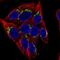 Man1a antibody, NBP2-37938, Novus Biologicals, Immunocytochemistry image 