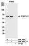 Cytoplasmic dynein 1 light intermediate chain 1 antibody, A304-209A, Bethyl Labs, Immunoprecipitation image 