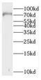 Cell cycle checkpoint protein RAD17 antibody, FNab07074, FineTest, Western Blot image 