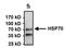 Hspa1 antibody, NB120-2788, Novus Biologicals, Immunoprecipitation image 