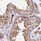Prokineticin receptor 2 antibody, HPA047281, Atlas Antibodies, Immunohistochemistry frozen image 