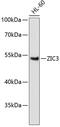 Zic Family Member 3 antibody, 15-140, ProSci, Western Blot image 