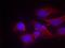 NMDAR2B antibody, LS-C336001, Lifespan Biosciences, Immunofluorescence image 