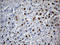 Perilipin 5 antibody, LS-C796054, Lifespan Biosciences, Immunohistochemistry paraffin image 