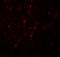 Neurogenin 2 antibody, 7091, ProSci Inc, Immunofluorescence image 