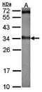RAD1 Checkpoint DNA Exonuclease antibody, orb74070, Biorbyt, Western Blot image 