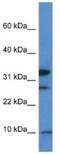 Mitochondrial Ribosomal Protein S33 antibody, NBP1-74120, Novus Biologicals, Western Blot image 