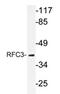 Replication factor C subunit 3 antibody, AP20631PU-N, Origene, Western Blot image 