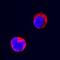 FAS antibody, BAF2267, R&D Systems, Immunofluorescence image 