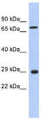 AKT Interacting Protein antibody, TA336110, Origene, Western Blot image 