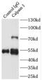 Calpain-1 catalytic subunit antibody, FNab01211, FineTest, Immunoprecipitation image 