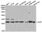 CLDN7 antibody, LS-C192739, Lifespan Biosciences, Western Blot image 