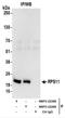 Ribosomal Protein S11 antibody, NBP2-22289, Novus Biologicals, Immunoprecipitation image 