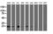 Ubiquitin Conjugating Enzyme E2 E3 antibody, M09303, Boster Biological Technology, Western Blot image 