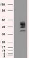 Cytochrome P450 Family 1 Subfamily A Member 2 antibody, NBP2-02563, Novus Biologicals, Western Blot image 