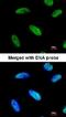 DnaJ homolog subfamily C member 7 antibody, NBP1-32127, Novus Biologicals, Immunofluorescence image 