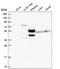 Centromere Protein T antibody, NBP2-58946, Novus Biologicals, Western Blot image 