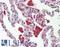 Cathepsin S antibody, LS-B8735, Lifespan Biosciences, Immunohistochemistry frozen image 