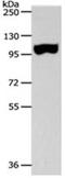Sperm-associated antigen 1 antibody, orb107584, Biorbyt, Western Blot image 