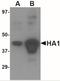 Avian Influenza Hemagglutinin 4 antibody, NBP2-41066, Novus Biologicals, Western Blot image 