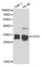 p33 antibody, abx004335, Abbexa, Western Blot image 