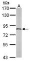 DCC-interacting protein 13-alpha antibody, NBP2-15433, Novus Biologicals, Western Blot image 