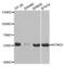 Potassium voltage-gated channel subfamily KQT member 1 antibody, abx001786, Abbexa, Western Blot image 