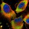 Prefoldin Subunit 2 antibody, HPA058304, Atlas Antibodies, Immunofluorescence image 