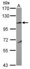  antibody, NBP2-16682, Novus Biologicals, Western Blot image 