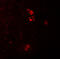 Caveolae Associated Protein 3 antibody, 7269, ProSci, Immunofluorescence image 
