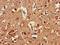 AP-2 complex subunit mu antibody, CSB-PA00625A0Rb, Cusabio, Immunohistochemistry frozen image 