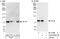 RNA polymerase I-specific transcription initiation factor RRN3 antibody, A303-065A, Bethyl Labs, Western Blot image 
