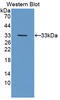 FPS antibody, LS-C696172, Lifespan Biosciences, Western Blot image 