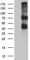 Interleukin-2 receptor subunit beta antibody, CF812264, Origene, Western Blot image 