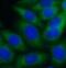 EH Domain Binding Protein 1 antibody, FNab02673, FineTest, Immunofluorescence image 