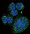 Htra antibody, GTX53558, GeneTex, Immunocytochemistry image 