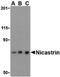 Nicastrin antibody, LS-B530, Lifespan Biosciences, Western Blot image 
