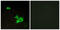 Endothelin B receptor-like protein 2 antibody, LS-C120651, Lifespan Biosciences, Immunofluorescence image 